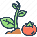 vegetables, cultivation, farming, agriculture, olericulture, sprout, tomato