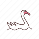 swan, animal, goose