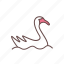 swan, animal, goose 