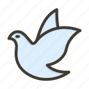 dove, animal, freedom, nature, peace