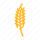 plant, ripe, yellow, wheat, grain, cereal