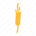 spikelet, yellow, wheat, grain, cereal, plant