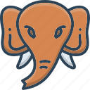 animal, elephant, face, head