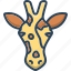 animal, face, giraffa, giraffe, zoo 