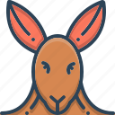 animal, face, kangaroo