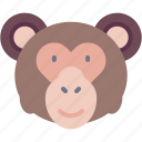 monkey, mammal, animal, wildlife, kingdom, zoo