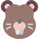 beaver, mammal, animal, wildlife, kingdom, zoo