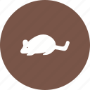 animal, domestic, mice, mouse, rat, rodent, tail