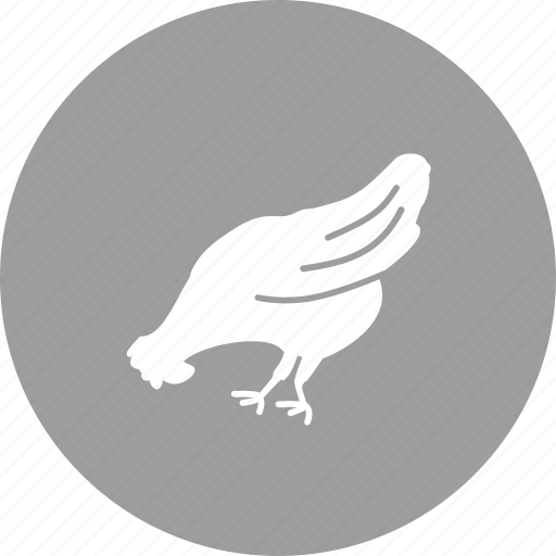 Animal, bird, chicken, farm, hen, hens, poultry icon - Download on Iconfinder