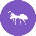 ant, beetle, bug, fly, insect, pest, termite