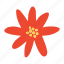 poinsettia flower, poinsettia, flower, christmas, xmas, winter, red flower 