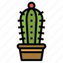 cactus, hobby, nature, plant, trees