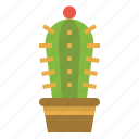 cactus, hobby, nature, plant, trees 