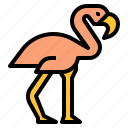 animal, flamingo, wildlife, zoo