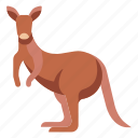 animal, australia, kangaroo, mammal, wildlife, zoo