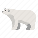 animal, antarctica, arctic, bear, mammal, polar, wildlife
