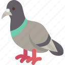pigeon, bird, avian, feathers, domestic